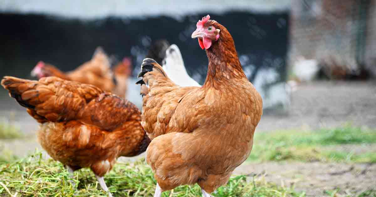 Attrezzature per allevamenti di polli da ingrasso, galline ovaiole, pulcini, anatre, oche e tacchini
