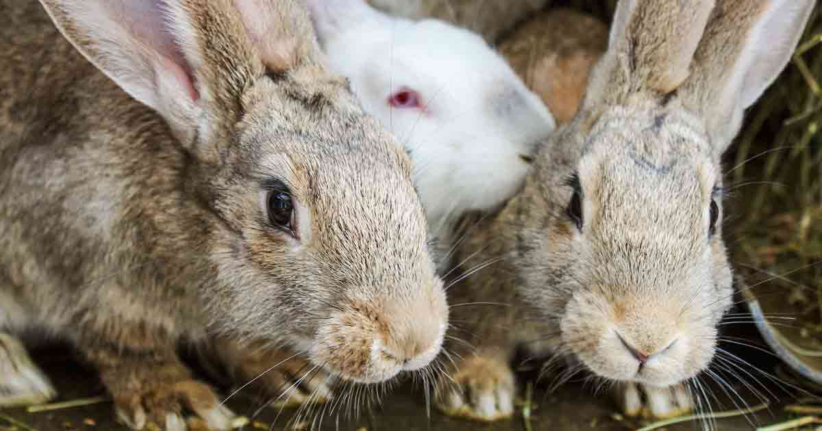 Attrezzature per l'allevamento di conigli