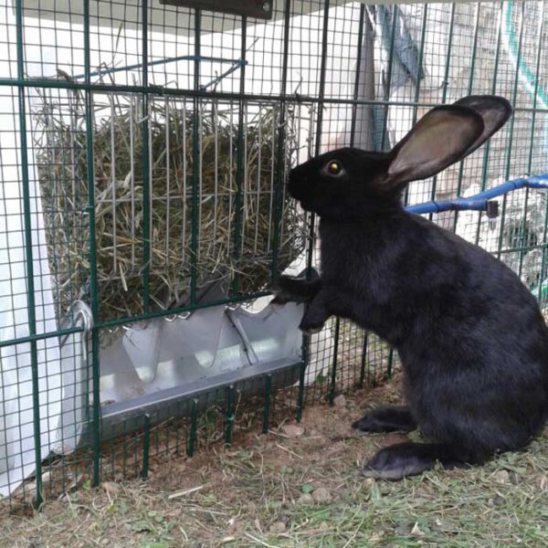 Feeder for rabbits with hay and feed holder