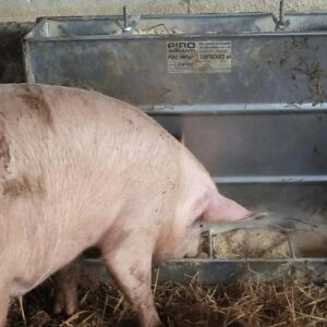 Mangiatoia a tramoggia per suini da ingrasso