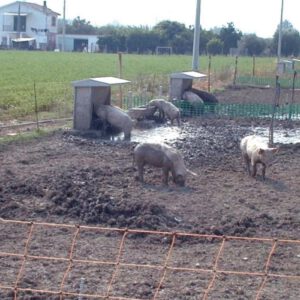 Mangiatoia a tramoggia per suini ingrasso allo stato brado